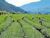 Lishan High Mountain Oolong - Whole Leaf Tea (5g) image